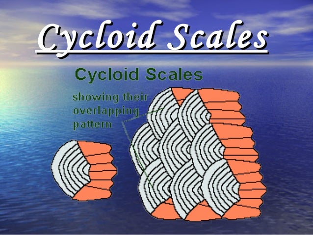 What are some different types of scales?
