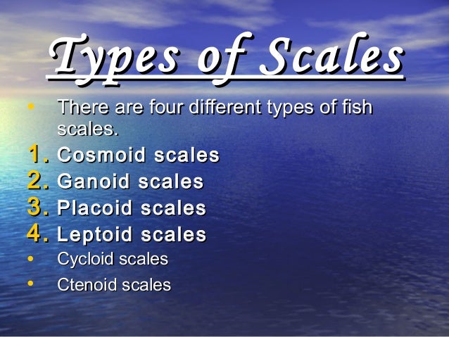 Types Of Scales In Fishes