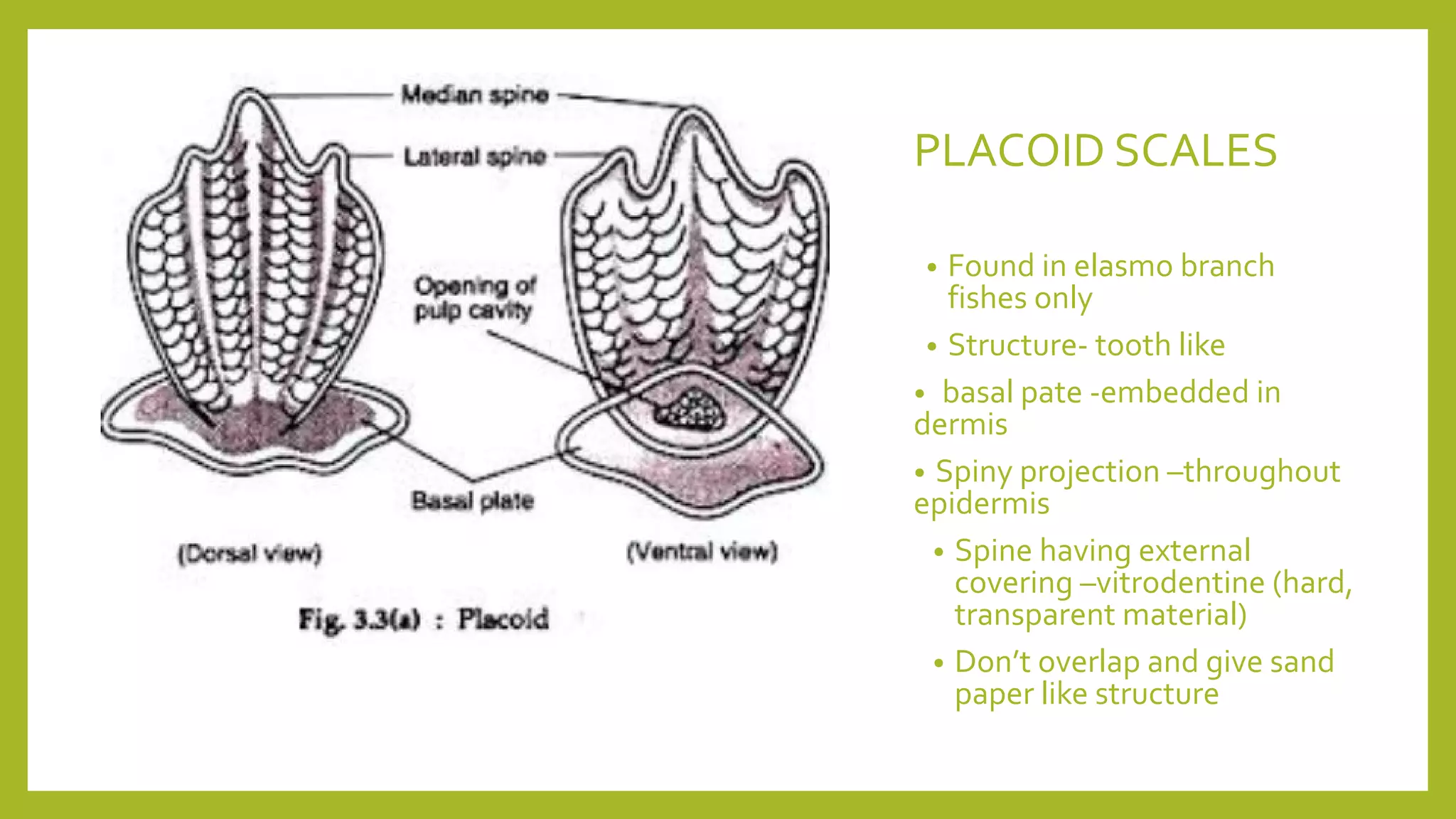 Scales in fishes | PDF