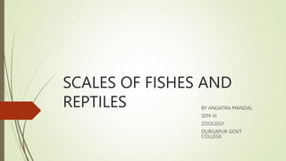 SCALES OF FISHES AND
REPTILES BY ANGATRA MANDAL
SEM-III
ZOOLOGY
DURGAPUR GOVT
COLLEGE
 