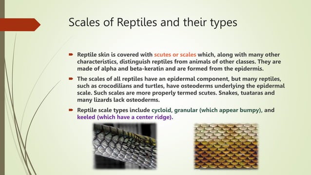 SCALES OF FISHES AND REPTILES.pptx | Fish and Aquariums | Pets