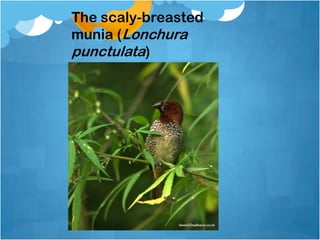 The scaly-breasted
munia (Lonchura
punctulata)
 