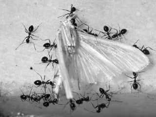 Collective ownership




@yuvalyeret
 