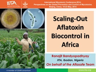 www.iita.orgA member of CGIAR consortium
Scaling-Out
Aflatoxin
Biocontrol in
Africa
Ranajit Bandyopadhyay
IITA, Ibadan, Nigeria
On behalf of the Aflasafe Team
International Mycotoxin Conference,2014:
Perspectives on the Global Prevention and Control of Mycotoxins
Beijing, China, 19-23 May, 2014
 