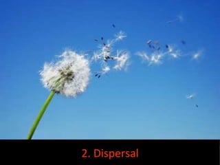 2. Dispersal 