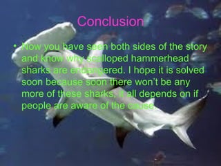 Conclusion
• Now you have seen both sides of the story
  and know why scalloped hammerhead
  sharks are endangered. I hope it is solved
  soon because soon there won’t be any
  more of these sharks, it all depends on if
  people are aware of the cause.
 