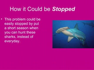 How it Could be Stopped
• This problem could be
  easily stopped by put
  a short season when
  you can hunt these
  sharks, instead of
  everyday.
 