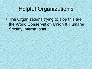 Helpful Organization’s
• The Organizations trying to stop this are
  the World Conservation Union & Humane
  Society International.
 