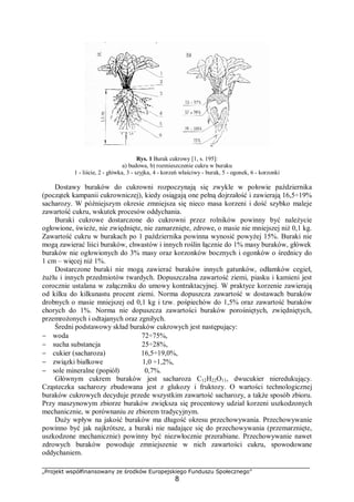 „Projekt współfinansowany ze środków Europejskiego Funduszu Społecznego”
8
Rys. 1 Burak cukrowy [1, s. 195]:
a) budowa, b) rozmieszczenie cukru w buraku
1 - liście, 2 - główka, 3 - szyjka, 4 - korzeń właściwy - burak, 5 - ogonek, 6 - korzonki
Dostawy buraków do cukrowni rozpoczynają się zwykle w połowie października
(początek kampanii cukrowniczej), kiedy osiągają one pełną dojrzałość i zawierają 16,5÷19%
sacharozy. W późniejszym okresie zmniejsza się nieco masa korzeni i dość szybko maleje
zawartość cukru, wskutek procesów oddychania.
Buraki cukrowe dostarczone do cukrowni przez rolników powinny być należycie
ogłowione, świeże, nie zwiędnięte, nie zamarznięte, zdrowe, o masie nie mniejszej niż 0,1 kg.
Zawartość cukru w burakach po 1 października powinna wynosić powyżej 15%. Buraki nie
mogą zawierać liści buraków, chwastów i innych roślin łącznie do 1% masy buraków, główek
buraków nie ogłowionych do 3% masy oraz korzonków bocznych i ogonków o średnicy do
1 cm – więcej niż 1%.
Dostarczone buraki nie mogą zawierać buraków innych gatunków, odłamków cegieł,
żużlu i innych przedmiotów twardych. Dopuszczalna zawartość ziemi, piasku i kamieni jest
corocznie ustalana w załączniku do umowy kontraktacyjnej. W praktyce korzenie zawierają
od kilku do kilkunastu procent ziemi. Norma dopuszcza zawartość w dostawach buraków
drobnych o masie mniejszej od 0,1 kg i tzw. pośpiechów do 1,5% oraz zawartość buraków
chorych do 1%. Norma nie dopuszcza zawartości buraków porośniętych, zwiędniętych,
przemrożonych i odtajanych oraz zgniłych.
Średni podstawowy skład buraków cukrowych jest następujący:
− woda 72÷75%,
− sucha substancja 25÷28%,
− cukier (sacharoza) 16,5÷19,0%,
− związki białkowe 1,0 ÷1,2%,
− sole mineralne (popiół) 0,7%.
Głównym cukrem buraków jest sacharoza C12H22O11, dwucukier nieredukujący.
Cząsteczka sacharozy zbudowana jest z glukozy i fruktozy. O wartości technologicznej
buraków cukrowych decyduje przede wszystkim zawartość sacharozy, a także sposób zbioru.
Przy maszynowym zbiorze buraków zwiększa się procentowy udział korzeni uszkodzonych
mechanicznie, w porównaniu ze zbiorem tradycyjnym.
Duży wpływ na jakość buraków ma długość okresu przechowywania. Przechowywanie
powinno być jak najkrótsze, a buraki nie nadające się do przechowywania (przemarznięte,
uszkodzone mechanicznie) powinny być niezwłocznie przerabiane. Przechowywanie nawet
zdrowych buraków powoduje zmniejszenie w nich zawartości cukru, spowodowane
oddychaniem.
 