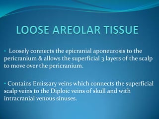 • Loosely connects the epicranial aponeurosis to the
pericranium & allows the superficial 3 layers of the scalp
to move over the pericranium.

• Contains Emissary veins which connects the superficial
scalp veins to the Diploic veins of skull and with
intracranial venous sinuses.
 