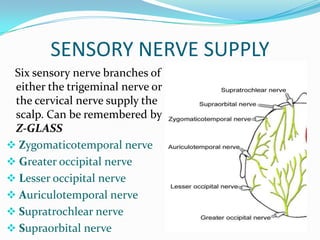 SENSORY NERVE SUPPLY
 Six sensory nerve branches of
 either the trigeminal nerve or
 the cervical nerve supply the
 scalp. Can be remembered by
 Z-GLASS”
 Zygomaticotemporal nerve
 Greater occipital nerve
 Lesser occipital nerve
 Auriculotemporal nerve
 Supratrochlear nerve
 Supraorbital nerve
 