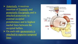  Anteriorly, it receives
insertion of Frontalis and
posteriorly Occipitalis and is
attached posteriorly to
external occipital
protuberance and to highest
nuchal lines between the
occipital bellies.
 On each side aponeurosis is
attached to superior temporal
lines.
 
