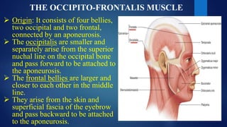 THE OCCIPITO-FRONTALIS MUSCLE
 Origin: It consists of four bellies,
two occipital and two frontal,
connected by an aponeurosis.
 The occipitalis are smaller and
separately arise from the superior
nuchal line on the occipital bone
and pass forward to be attached to
the aponeurosis.
 The frontal bellies are larger and
closer to each other in the middle
line.
 They arise from the skin and
superficial fascia of the eyebrow
and pass backward to be attached
to the aponeurosis.
 