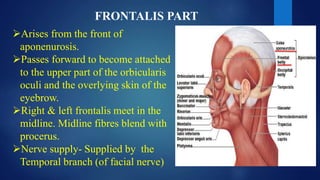 FRONTALIS PART
Arises from the front of
aponenurosis.
Passes forward to become attached
to the upper part of the orbicularis
oculi and the overlying skin of the
eyebrow.
Right & left frontalis meet in the
midline. Midline fibres blend with
procerus.
Nerve supply- Supplied by the
Temporal branch (of facial nerve)
 