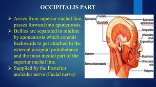 OCCIPITALIS PART
 Arises from superior nuchal line,
passes forward into aponeurosis.
 Bellies are separated in midline
by aponeurosis which extends
backwards to get attached to the
external occipital protuberance
and the most medial part of the
superior nuchal line.
 Supplied by the Posterior
auricular nerve (Facial nerve)
 