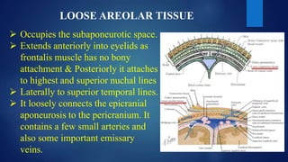 LOOSE AREOLAR TISSUE
 Occupies the subaponeurotic space.
 Extends anteriorly into eyelids as
frontalis muscle has no bony
attachment & Posteriorly it attaches
to highest and superior nuchal lines
 Laterally to superior temporal lines.
 It loosely connects the epicranial
aponeurosis to the pericranium. It
contains a few small arteries and
also some important emissary
veins.
 