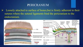 PERICRANIUM
 Loosely attached to surface of bones,but is firmly adherent to their
sutures where the sutural ligaments bind the pericranium to the
endocranium.
 