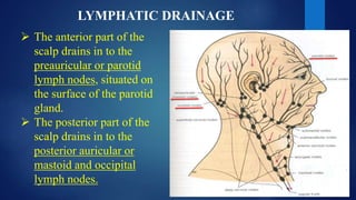 LYMPHATIC DRAINAGE
 The anterior part of the
scalp drains in to the
preauricular or parotid
lymph nodes, situated on
the surface of the parotid
gland.
 The posterior part of the
scalp drains in to the
posterior auricular or
mastoid and occipital
lymph nodes.
 