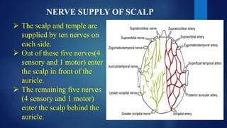 NERVE SUPPLY OF SCALP
 The scalp and temple are
supplied by ten nerves on
each side.
 Out of these five nerves(4
sensory and 1 motor) enter
the scalp in front of the
auricle.
 The remaining five nerves
(4 sensory and 1 motor)
enter the scalp behind the
auricle.
 