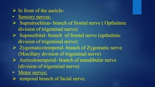  In front of the auricle-
• Sensory nerves:
 Supratrochlear- branch of frontal nerve ( Opthalmic
division of trigeminal nerve)
 Supraorbital- branch of frontal nerve (opthalmic
division of trigeminal nerve)
 Zygomaticotemporal- branch of Zygomatic nerve
(Maxillary division of trigeminal nerve)
 Auriculotemporal- branch of mandibular nerve
(division of trigeminal nerve)
• Motor nerves:
 temporal branch of facial nerve.
 