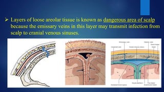  Layers of loose areolar tissue is known as dangerous area of scalp
because the emissary veins in this layer may transmit infection from
scalp to cranial venous sinuses.
 