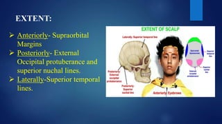 EXTENT:
 Anteriorly- Supraorbital
Margins
 Posteriorly- External
Occipital protuberance and
superior nuchal lines.
 Laterally-Superior temporal
lines.
 