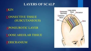 LAYERS OF SCALP
SKIN
CONNECTIVE TISSUE
(SUBCUTANEOUS)
APONEUROTIC LAYER
LOOSE AREOLAR TISSUE
PERICRANIUM
 