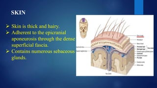 SKIN
 Skin is thick and hairy.
 Adherent to the epicranial
aponeurosis through the dense
superficial fascia.
 Contains numerous sebaceous
glands.
 