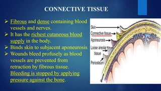CONNECTIVE TISSUE
 Fibrous and dense containing blood
vessels and nerves.
 It has the richest cutaneous blood
supply in the body.
 Binds skin to subjacent aponeurosis
 Wounds bleed profusely as blood
vessels are prevented from
retraction by fibrous tissue.
Bleeding is stopped by applying
pressure against the bone.
 