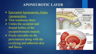 APONEUROTIC LAYER
 Epicranial Aponeurosis, Galea
Aponeurotica.
 Thin tendinous sheet.
 Unites the occipital and
frontal bellies of the
occipitofrontalis muscle.
 Freely movable on the
pericranium along with the
overlying and adherent skin
and fascia.
 