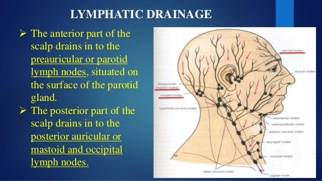34+ Preauricular Lymph Nodes Pics
