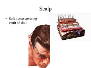 Scalp
• Soft tissue covering
vault of skull
 