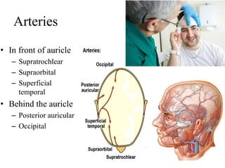 Arteries
• In front of auricle
– Supratrochlear
– Supraorbital
– Superficial
temporal
• Behind the auricle
– Posterior auricular
– Occipital
 