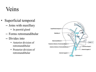 Veins
• Superficial temporal
– Joins with maxillary
• In parotid gland
– Forms retromandibular
– Divides into
• Anterior division of
retromandibular
• Posterior division of
retromandibular
 