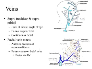 Veins
• Supra trochlear & supra
orbital
– Joins at medial angle of eye
– Forms angular vein
– Continues as facial
• Facial vein meets
– Anterior division of
retromandibular
– Forms common facial vein
• Drains into IJV
 