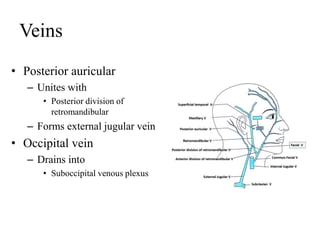 Veins
• Posterior auricular
– Unites with
• Posterior division of
retromandibular
– Forms external jugular vein
• Occipital vein
– Drains into
• Suboccipital venous plexus
 