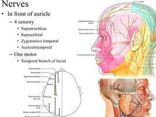 Nerves
• In front of auricle
– 4 sensory
• Supratrochlear
• Supraorbital
• Zygomatico temporal
• Auriculotemporal
– One motor
• Temporal branch of facial
 