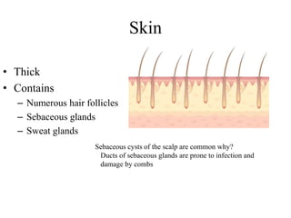 Skin
• Thick
• Contains
– Numerous hair follicles
– Sebaceous glands
– Sweat glands
Sebaceous cysts of the scalp are common why?
Ducts of sebaceous glands are prone to infection and
damage by combs
 
