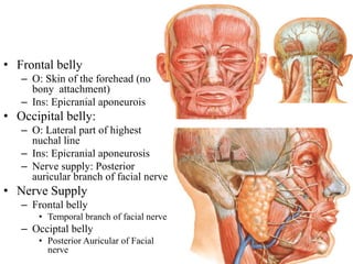 • Frontal belly
– O: Skin of the forehead (no
bony attachment)
– Ins: Epicranial aponeurois
• Occipital belly:
– O: Lateral part of highest
nuchal line
– Ins: Epicranial aponeurosis
– Nerve supply: Posterior
auricular branch of facial nerve
• Nerve Supply
– Frontal belly
• Temporal branch of facial nerve
– Occiptal belly
• Posterior Auricular of Facial
nerve
 