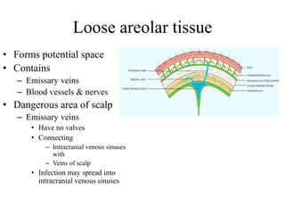 Loose areolar tissue
• Forms potential space
• Contains
– Emissary veins
– Blood vessels & nerves
• Dangerous area of scalp
– Emissary veins
• Have no valves
• Connecting
– Intracranial venous sinuses
with
– Veins of scalp
• Infection may spread into
intracranial venous sinuses
 