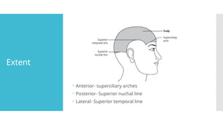 Extent
 Anterior- superciliary arches
 Posterior- Superior nuchal line
 Lateral- Superior temporal line
 