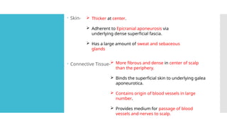  Skin-
 Connective Tissue-
 Thicker at center.
 Adherent to Epicranial aponeurosis via
underlying dense superficial fascia.
 Has a large amount of sweat and sebaceous
glands
 More fibrous and dense in center of scalp
than the periphery.
 Binds the superficial skin to underlying galea
aponeurotica.
 Contains origin of blood vessels in large
number.
 Provides medium for passage of blood
vessels and nerves to scalp.
 