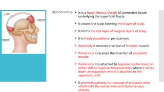  Aponeurosis-  It is a tough fibrous sheath of connective tissue
underlying the superficial fascia.
 It covers the scalp forming third layer of scalp.
 It forms the last layer of surgical layers of scalp.
 It is freely movable on pericranium.
 Anteriorly it receives insertion of frontalis muscle
 Posteriorly it receives the insertion of occipitalis
muscle.
 Posteriorly it is attached to superior nuchal lines; on
either side to superior temporal lines where it sends
down an expansion which is attached to the
zygomatic arch.
 It provides pathway for passage of emissary veins
which links the extracranial and Dural venous
sinuses.
 