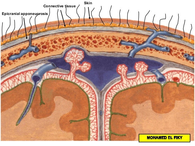 Anatomy of scalp