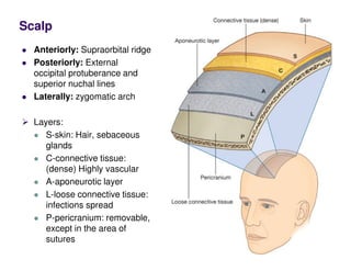 Anteriorly: Supraorbital ridge
Posteriorly: External
occipital protuberance and
superior nuchal lines
Laterally: zygomatic arch
Layers:
S-skin: Hair, sebaceous
glands
C-connective tissue:
(dense) Highly vascular
A-aponeurotic layer
L-loose connective tissue:
infections spread
P-pericranium: removable,
except in the area of
sutures
Scalp
 