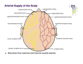 Arterial Supply of the Scalp
Branches from external and internal carotid arteries
 