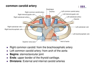 common carotid artery
Right common carotid: from the brachiocephalic artery
Left common carotid artery: from arch of the aorta
Begins: sternoclavicular joint
Ends: upper border of the thyroid cartilage.
Divisions: External and internal carotid arteries
 