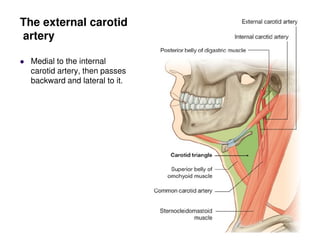 The external carotid
artery
Medial to the internal
carotid artery, then passes
backward and lateral to it.
 