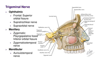 Trigeminal Nerve
Ophthalmic
Frontal: Superior
orbital fissure
Supratrochlear nerve
Supraorbital nerve
Maxillary
Zygomatic:
Pteyrgopalatine fossa
Inferior orbital fissure
Zygomaticotemporal
nerve
Mandibular
Auriculotemporal
nerve
 