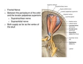 Frontal Nerve
Between the periosteum of the orbit
and the levator palpebrae superioris
Supratrochlear nerve
Supraorbital nerve
Both supply as far as the vertex of
the skull
 